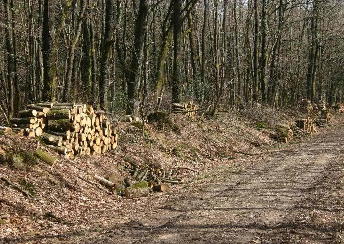Débroussaillement et prix de débroussaillage: Bois débité et arrangé le long d'une route