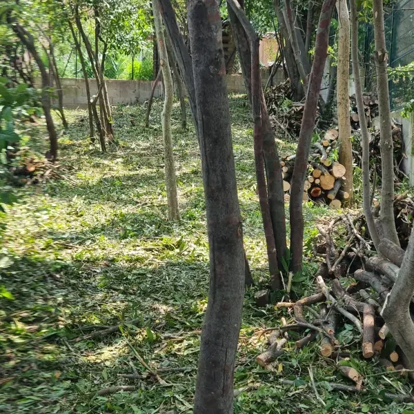 Débroussaillage sélectif et arrangement des bois