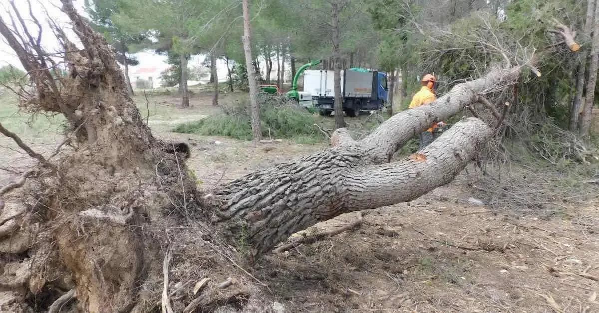 Débitage d'un grand pin perché