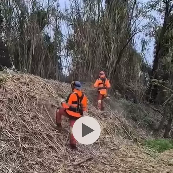 Tarif de débroussaillage de roseaux et plantes ligneuses
