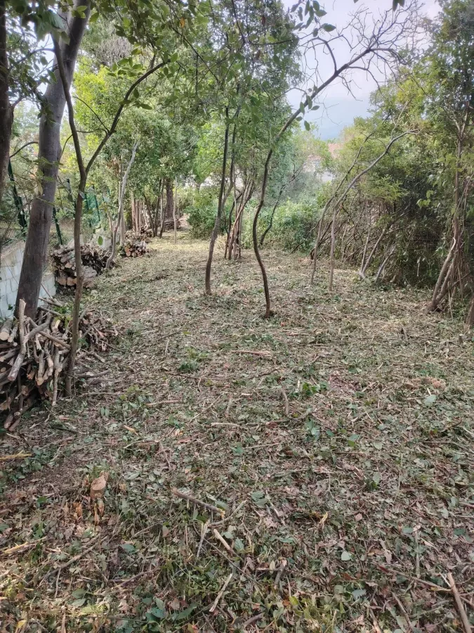 Débroussaillage et nettoyage d'une parcelle de forêt