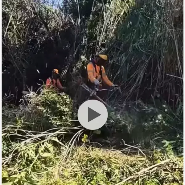 Coupe et broyage des roseaux