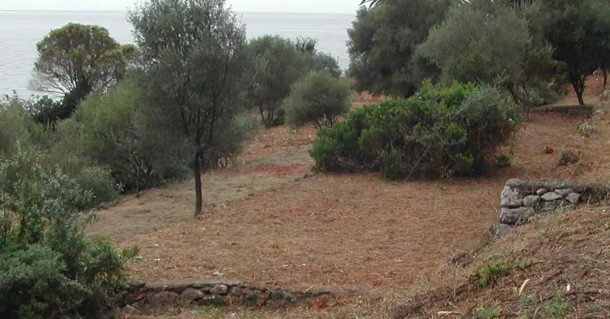 Brush clearance: site after selective clearing