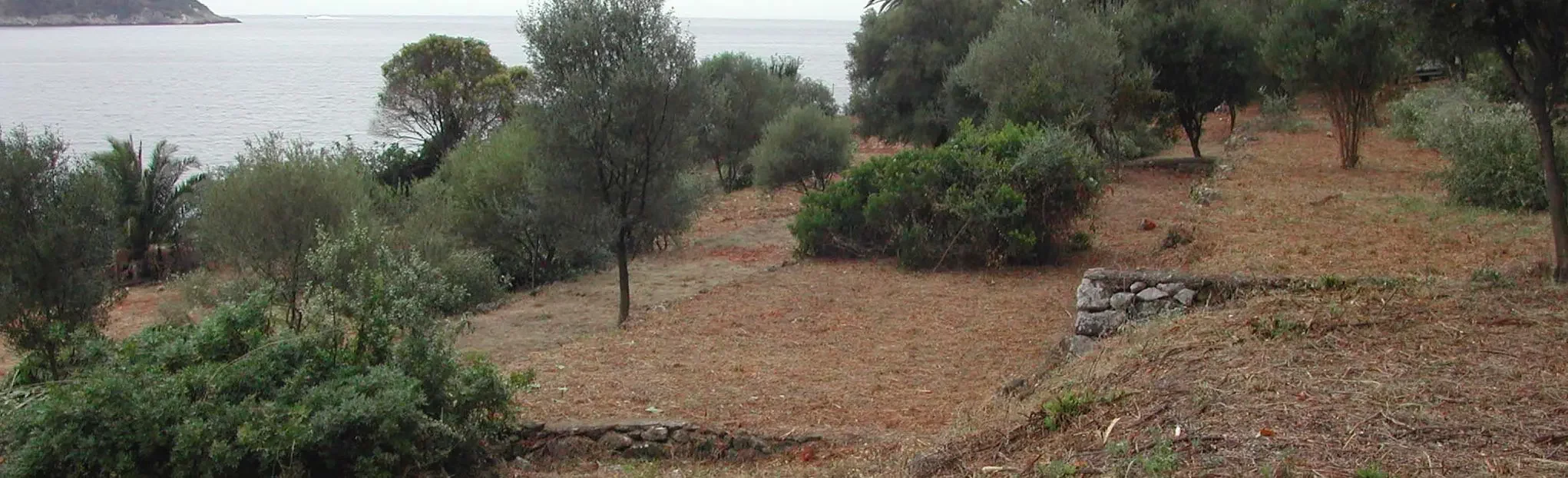 Construction site after selective clearing