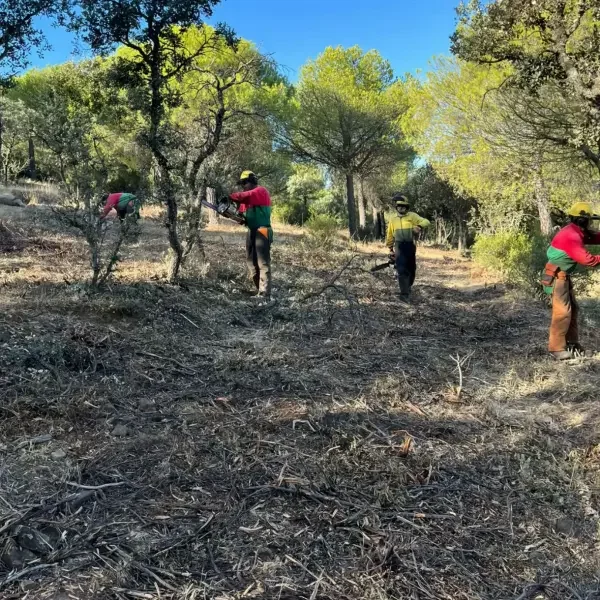 Élagage à hauteur d'homme des arbustes après débroussaillage