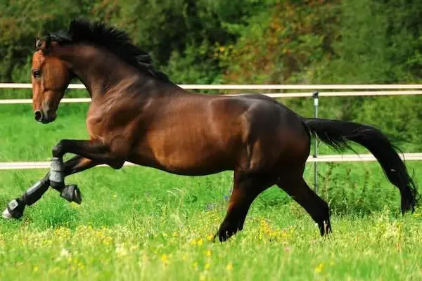 Cheval dans un enclos